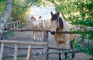 Maja Kristin - RockRose Ranch - Horse Gate