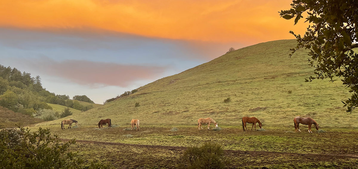 Horses in Field